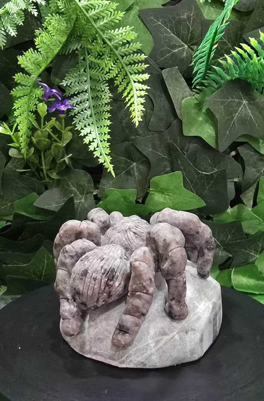 Yooperlite spider on rock
