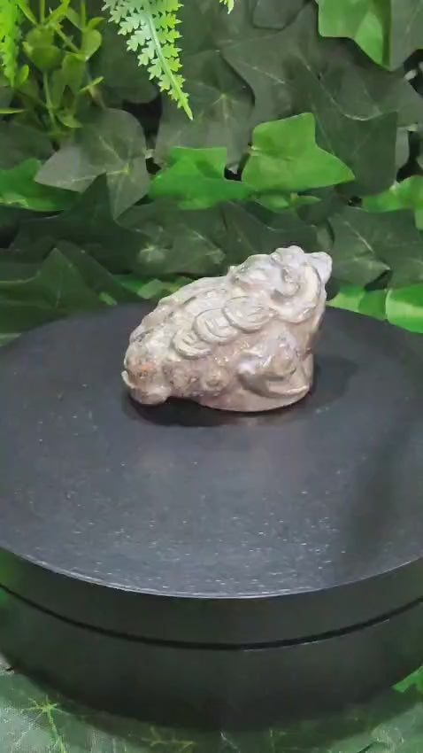 Pyrite Money Toad